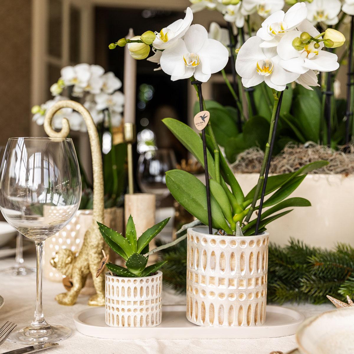 Witte Phalaenopsis Orchidee

Luxe plantenset woonkamer