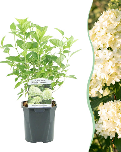 Hydrangea paniculata 'Limelight' | Buitenplant | Pluimhortensia