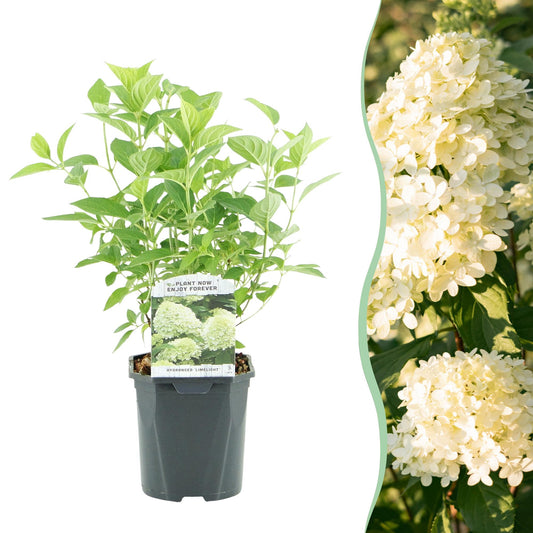 Hydrangea paniculata 'Limelight' | Buitenplant | Pluimhortensia