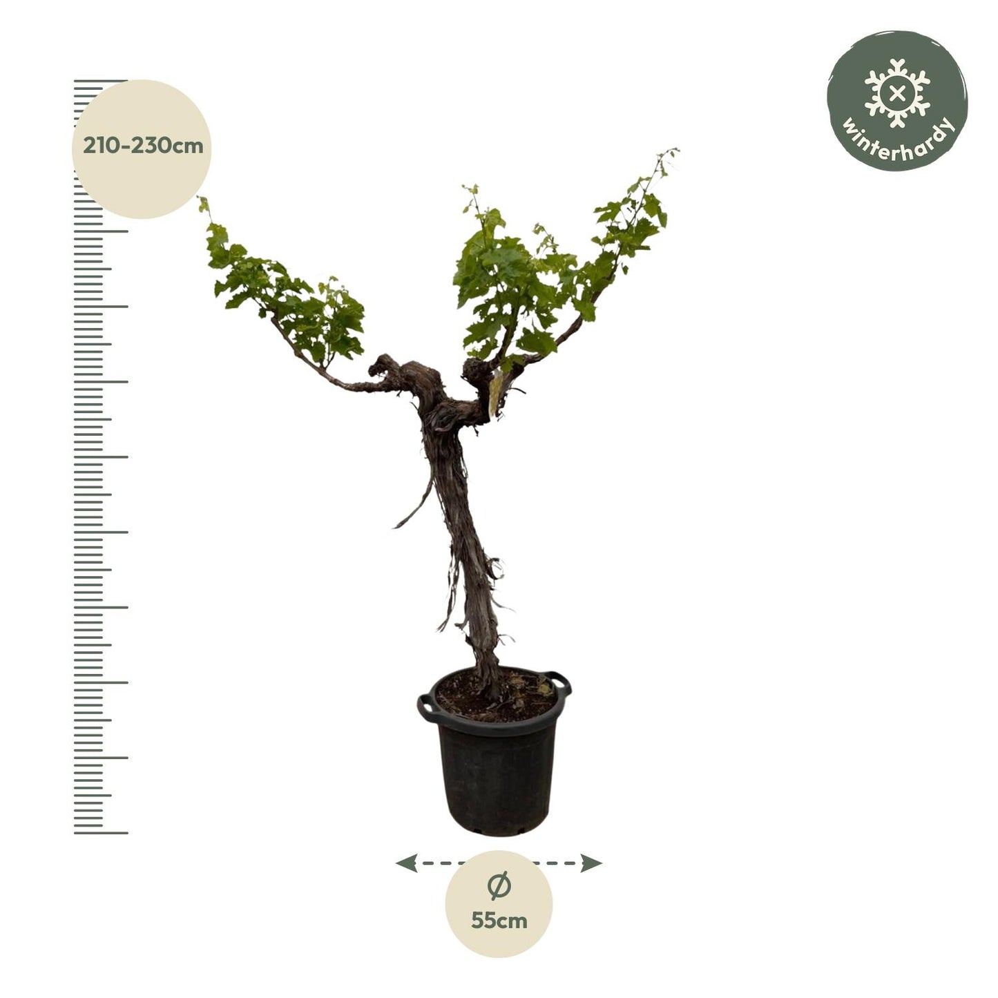 Weintraube (Vitis Vinifera) Stamm verzweigt