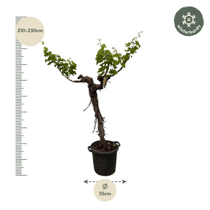 Weintraube (Vitis Vinifera) Stamm verzweigt