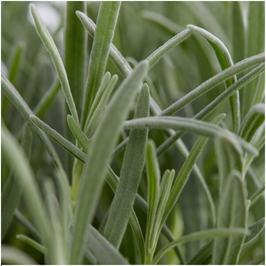 Pack Lavendel angustifolia - Ø7 cm - ↕15 cm