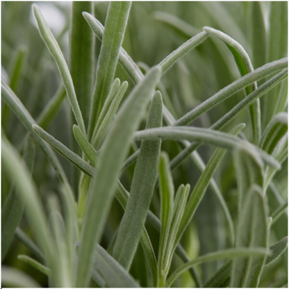 Pack Lavendel angustifolia - Ø7 cm - ↕15 cm