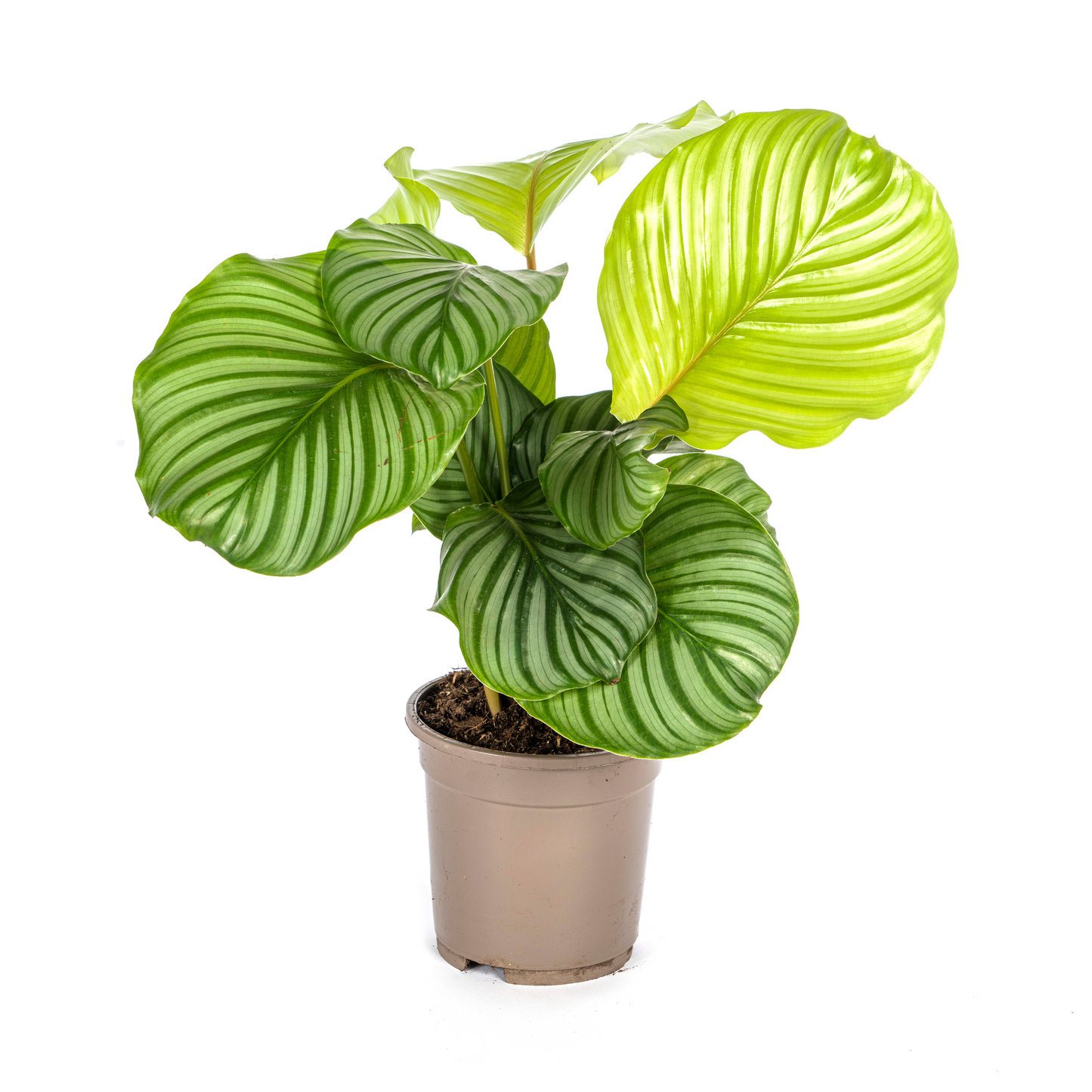 Goeppertia orbifolia is een bloeiende plant uit de familie Marantaceae. Deze gebedsplant is soms ook bekend onder het synoniem Calathea orbifolia. De plant is endemisch in Brazilië en is een typische soort uit het Atlantische Woud.