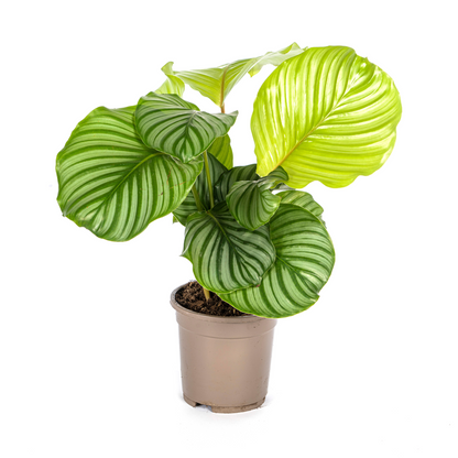 Goeppertia orbifolia is een bloeiende plant uit de familie Marantaceae. Deze gebedsplant is soms ook bekend onder het synoniem Calathea orbifolia. De plant is endemisch in Brazilië en is een typische soort uit het Atlantische Woud.