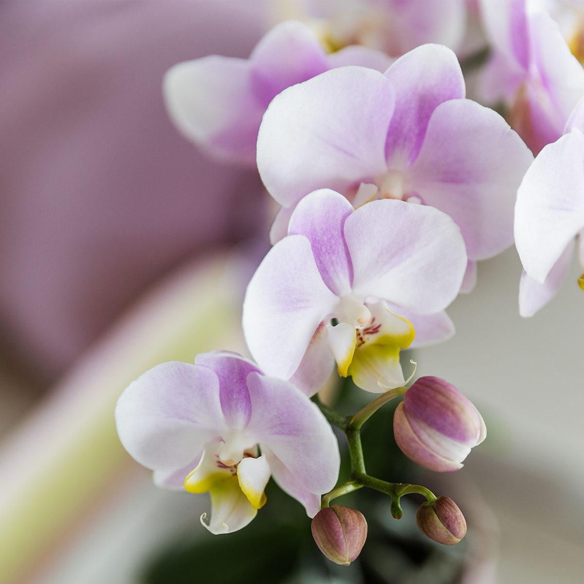  Phalaenopsis Orchidee 'Portugal' Planttoday