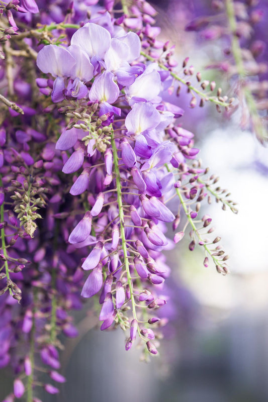 Wisteria floribunda ‘Naga Noda’ klimplant met dubbele donkerpaars-blauwe bloemtrossen, Ø15 cm pot, hoogte 65 cm, bloeit mei-juni