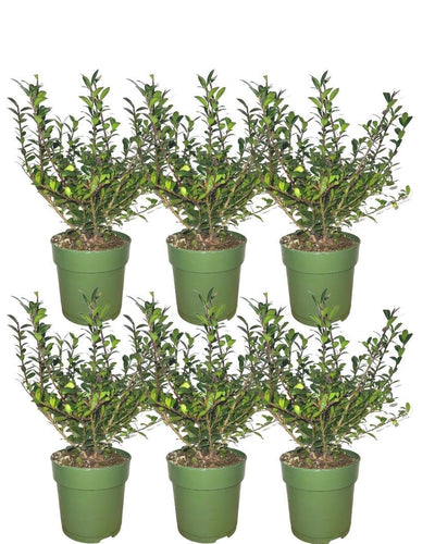 6 x Ilex crenata 'Jenny' | Perfecte haagplant voor uw tuin | Japanse Hulst
