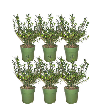 6x Ilex crenata 'Jenny' | Outdoor plant | Holly
