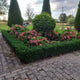 Euonymus japonicus 'Green Spire' | Wintergroene heester | Tuinplant | Japanse Kardinaalsmuts