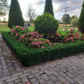 Euonymus japonicus 'Green Spire' | Buitenplant | Kardinaalsmuts - Planttoday
