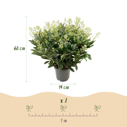 2 x Terrasplant | Skimmia japonica Finchy | Bloem Wit