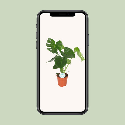 Monstera Deliciosa  - Ø17cm - ↕55cm  Monkey Leaf
