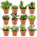 12 x Mini Succulenten Mix | Terracotta Potten | Vetplant