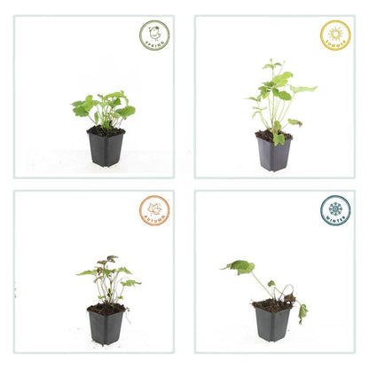 De Anemone hybrida 'Honorine Jobert', ook wel basterd-herfstanemoon genoemd, is een prachtige vaste plant met een opgaande tot bossige groeiwijze. Deze basterd-herfstanemoon is geliefd om zijn langdurige bloeiperiode en sierlijke, witte bloemen die van augustus tot oktober verschijnen. De plant is perfect voor gebruik in borders en groepsbeplanting en bereikt een hoogte van ongeveer 1 meter.