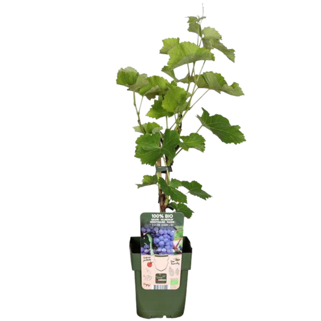Set van 6 biologische Vitis vinifera druivenplanten – 20-25 cm hoog, sterke wijnstokken voor tuin of pergola