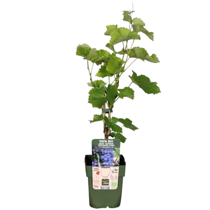Set van 6 biologische Vitis vinifera druivenplanten – 20-25 cm hoog, sterke wijnstokken voor tuin of pergola