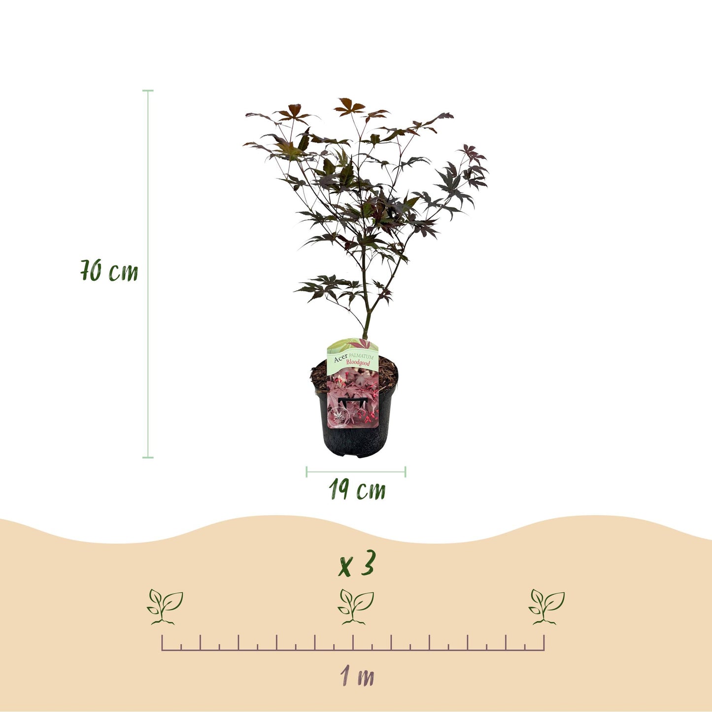 Acer palmatum 'Bloodgood' – Japanischer Ahorn mit tiefroten Blättern