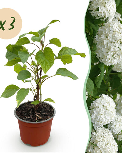 3x Tuinplant | Hydrangea arborescens Annabelle | Pluimhortensia | Wit