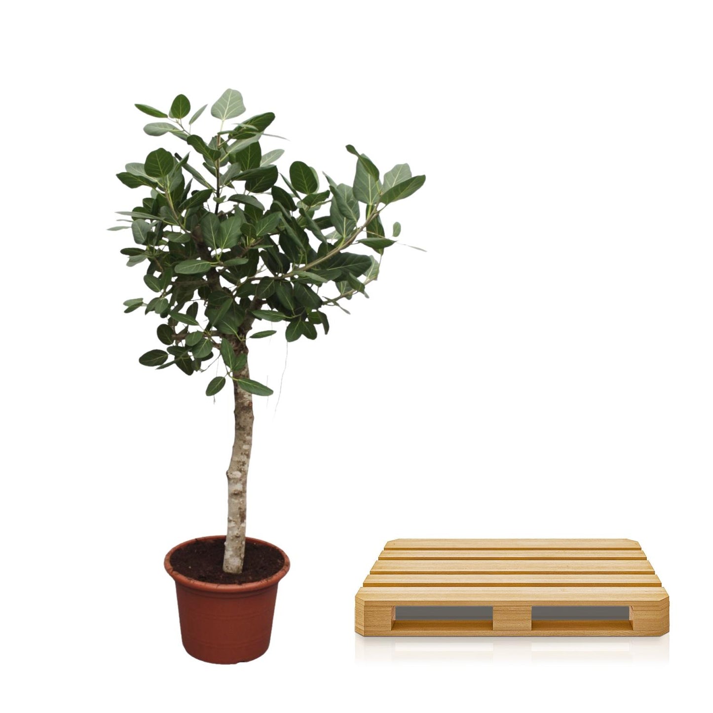Ficus Benghalensis | Grote kamerplant