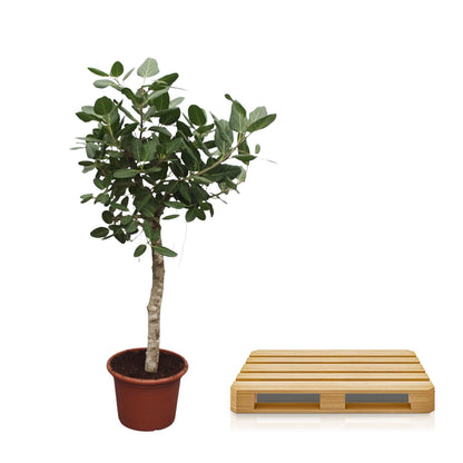 Ficus Benghalensis | Grote kamerplant