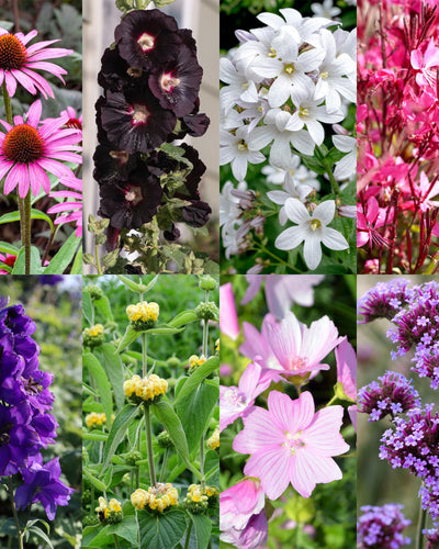 Bij- en vlindervriendelijke borderplanten voor een kleurrijke tuin