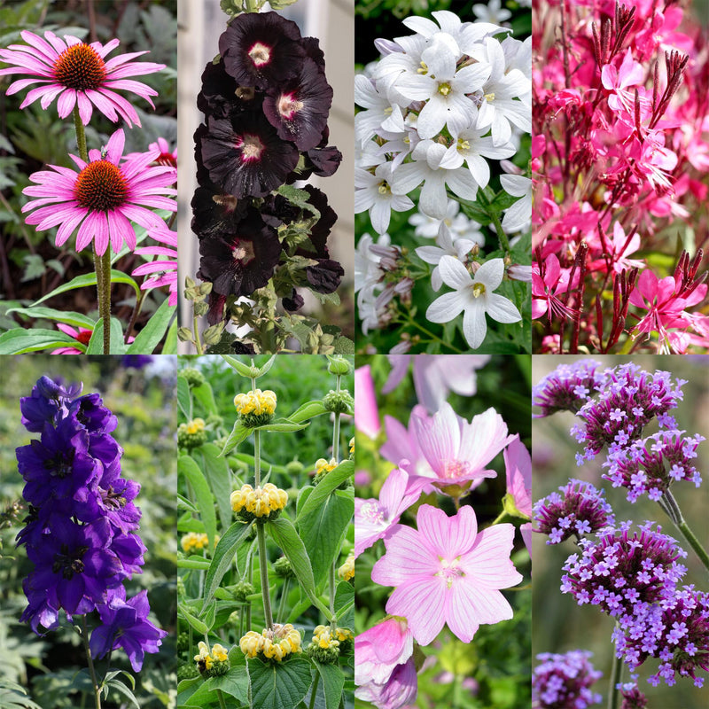 Bij- en vlindervriendelijke borderplanten voor een kleurrijke tuin