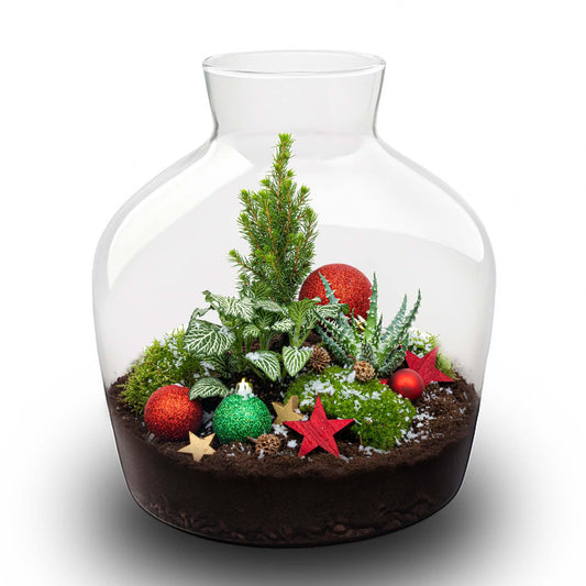 Holly Christmas terrarium |  Bottle garden DIY kit