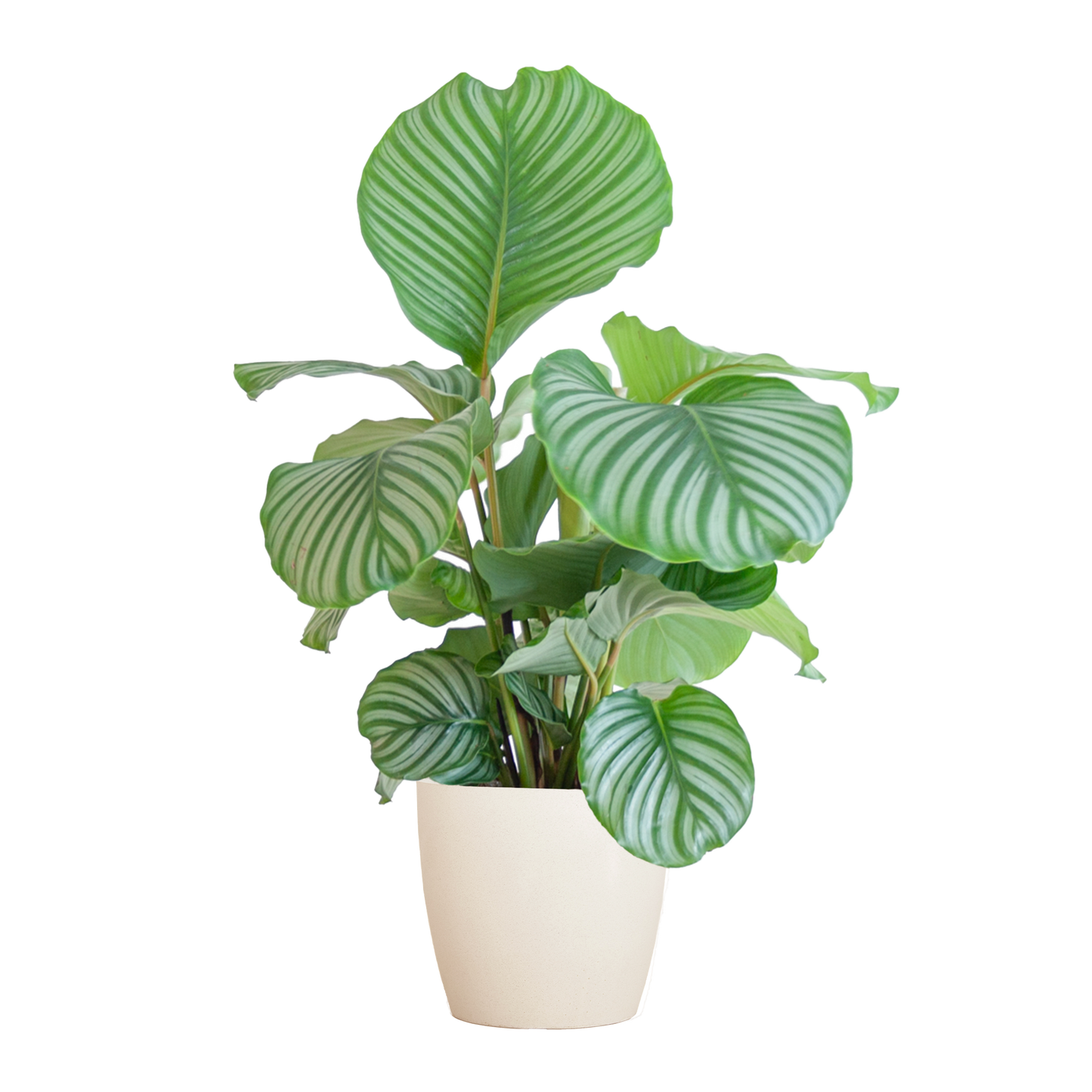Calathea orbifolia | met pot Viber wit | kamerplant