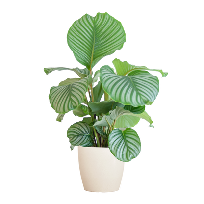 Calathea orbifolia | met pot Viber wit | kamerplant