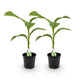 2 x Fruitplant | Bananen plant | Musa Basjoo | Winterhard