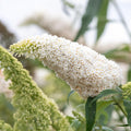 Buddleja davidii 'White Profusion' is een vlinderstruik met zuiver witte bloemen. De bloempluimen zijn bijzonder lang en stevig. Deze Vlinderstruik is de meeste grootbloemige witte cultivar. Van alle vlinderplanten lokt de vlinderstruik de meeste vlinders.
