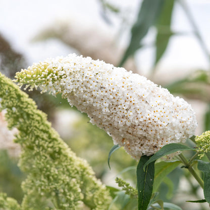 Vlinderstruik - Buddleja davidii White Profusion - Bloem Wit - Vlinderlokkend -  Pot 17cm Hoogte 25cm