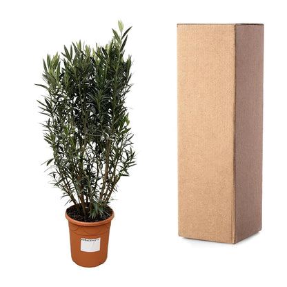 Nerium Oleander struik | Tuinplant