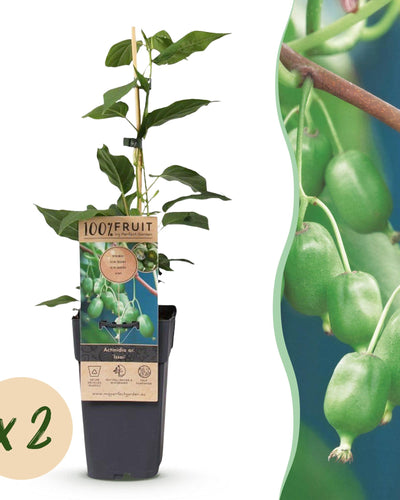 2x Fruitplant | Acitinidia arguta Issai | Kiwi plant-bes | Zelfbestuivend |Groene Vrucht