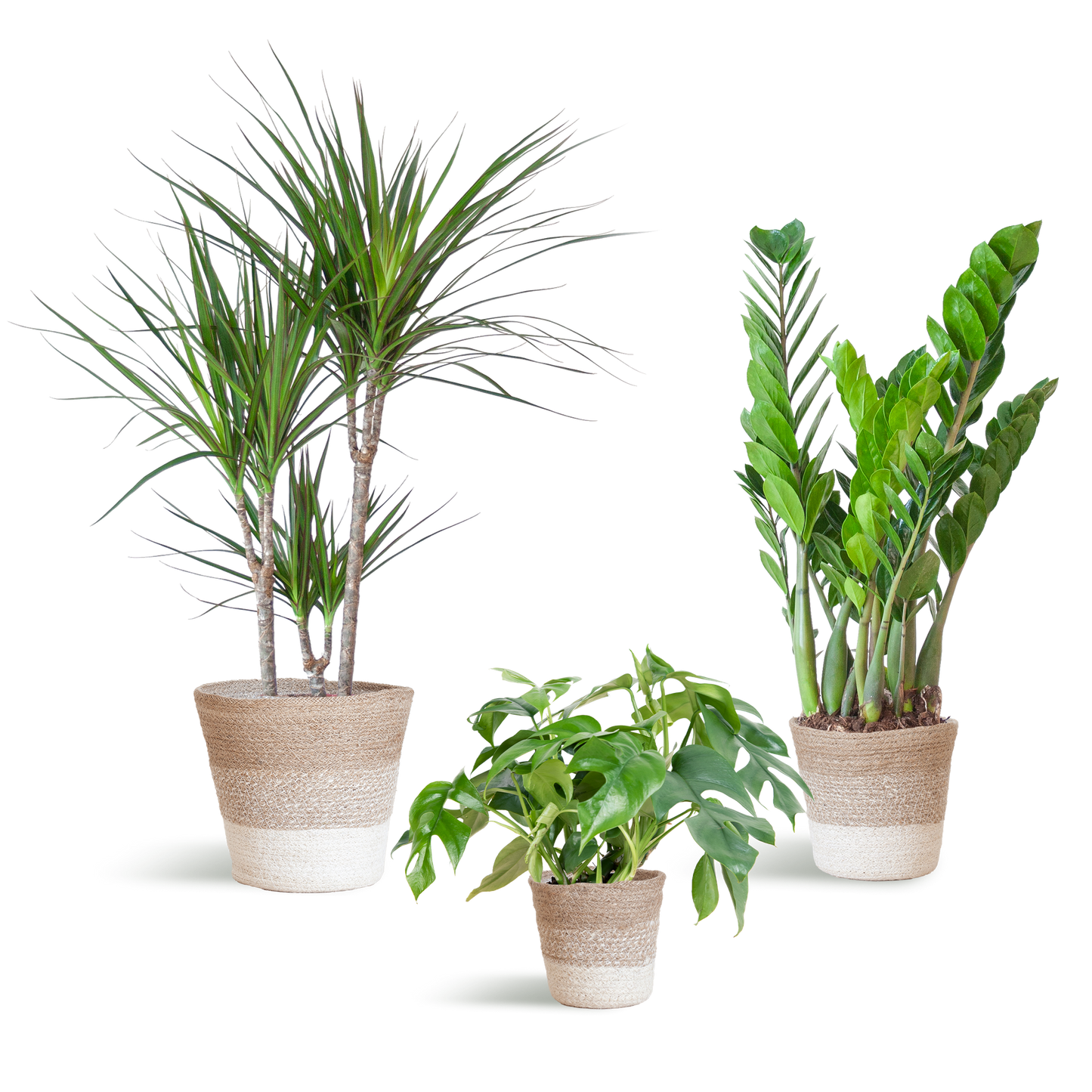 Deze Schaduw Plantenbox is een complete, stijlvolle en duurzame keuze voor iedereen die een rustig, schaduwrijk hoekje wil omtoveren tot een groene blikvanger.