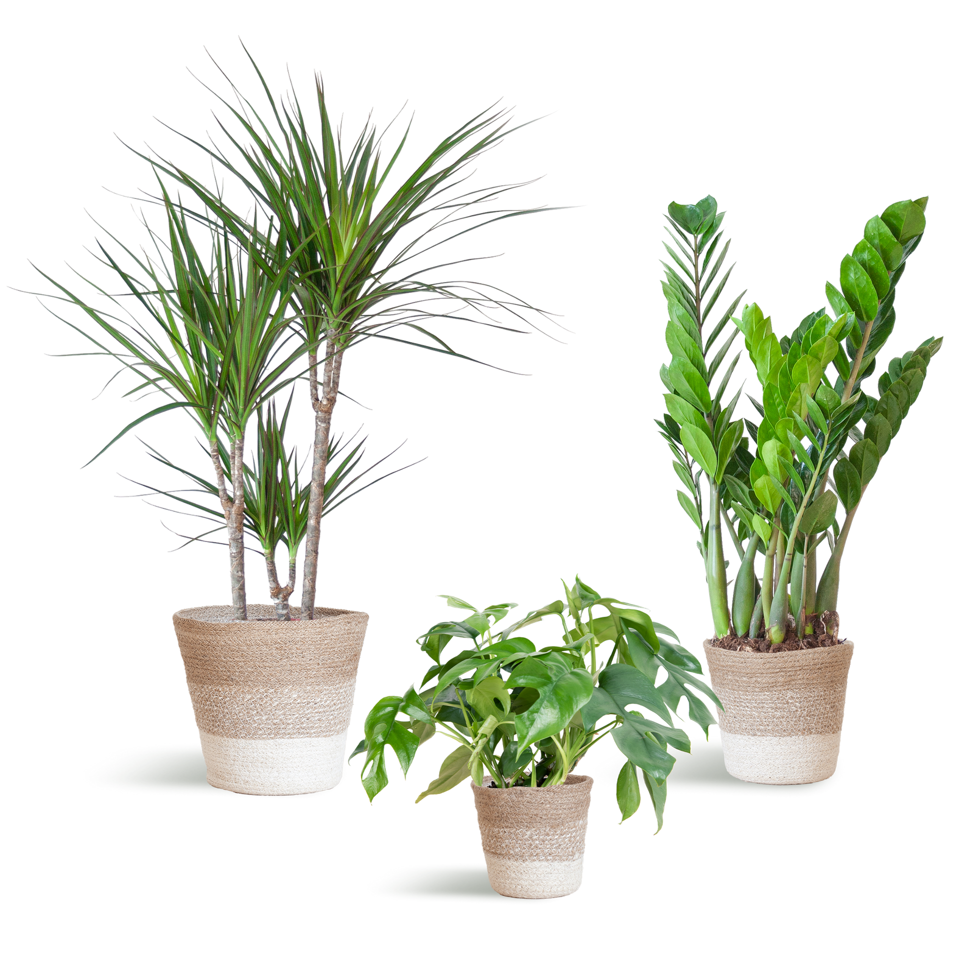 Deze Schaduw Plantenbox is een complete, stijlvolle en duurzame keuze voor iedereen die een rustig, schaduwrijk hoekje wil omtoveren tot een groene blikvanger.