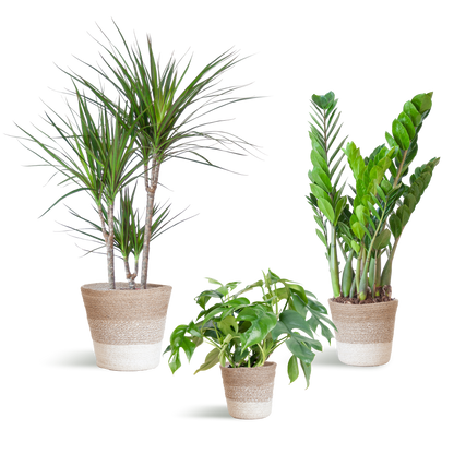 Deze Schaduw Plantenbox is een complete, stijlvolle en duurzame keuze voor iedereen die een rustig, schaduwrijk hoekje wil omtoveren tot een groene blikvanger.