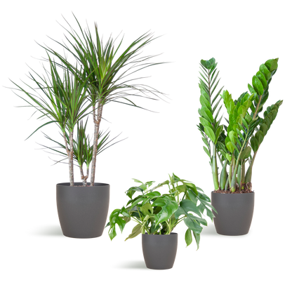 Schaduw Planten box met vibers pot grijs