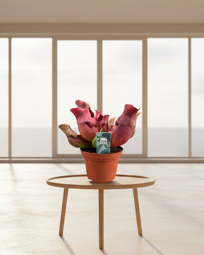Sarracenia Maroon met kelkvormige bladeren voor binnen