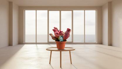 Sarracenia Maroon met kelkvormige bladeren voor binnen