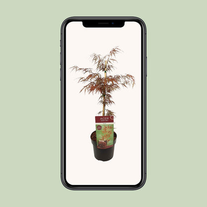 Acer palm. 'Garnet' - Ø19cm - ↕40cm Sierplant  - Japanse Esdoorn