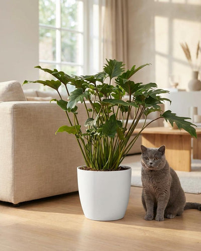 Philodendron | Xanadu  Groen | met sierpot Wit