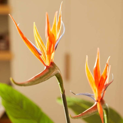 Strelitzia kunstplant van 120 cm met oranje bloemen in zwarte pot – onderhoudsvriendelijke tropische plant voor woonkamer, kantoor of hal