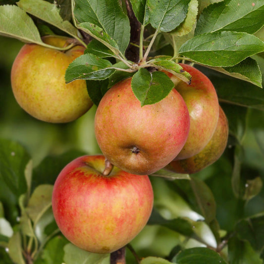 Elstar appelboom in pot van 21cm, 90cm hoog, met rode en groene appels. Planttoday.