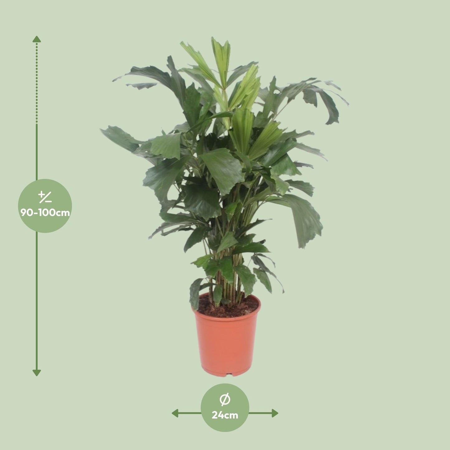 Caryota mitis |  Kamerplant | Vissenstaartpalm