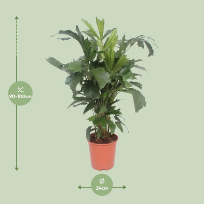 Caryota mitis |  Kamerplant | Vissenstaartpalm