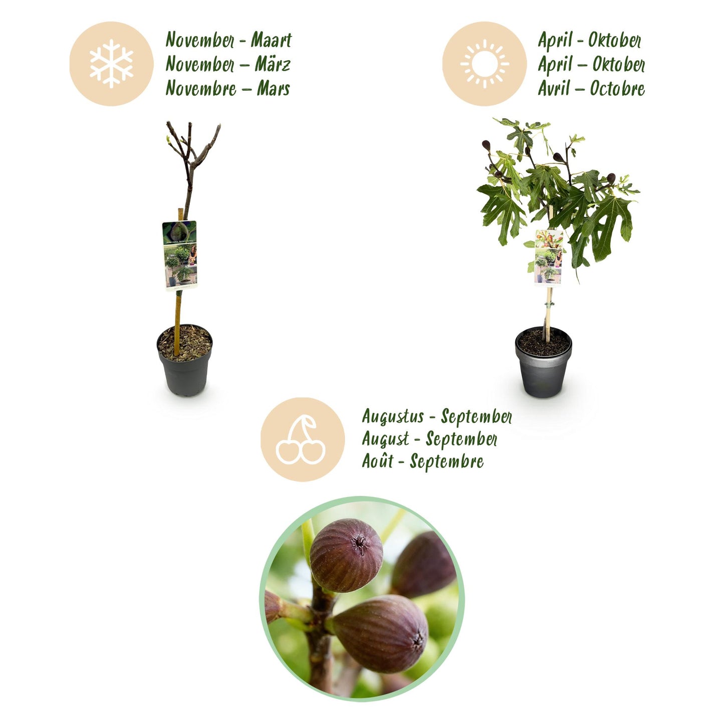 Plant op Stam | Ficus carica Little Miss Figgy | Terras Plant | Bladverliezend