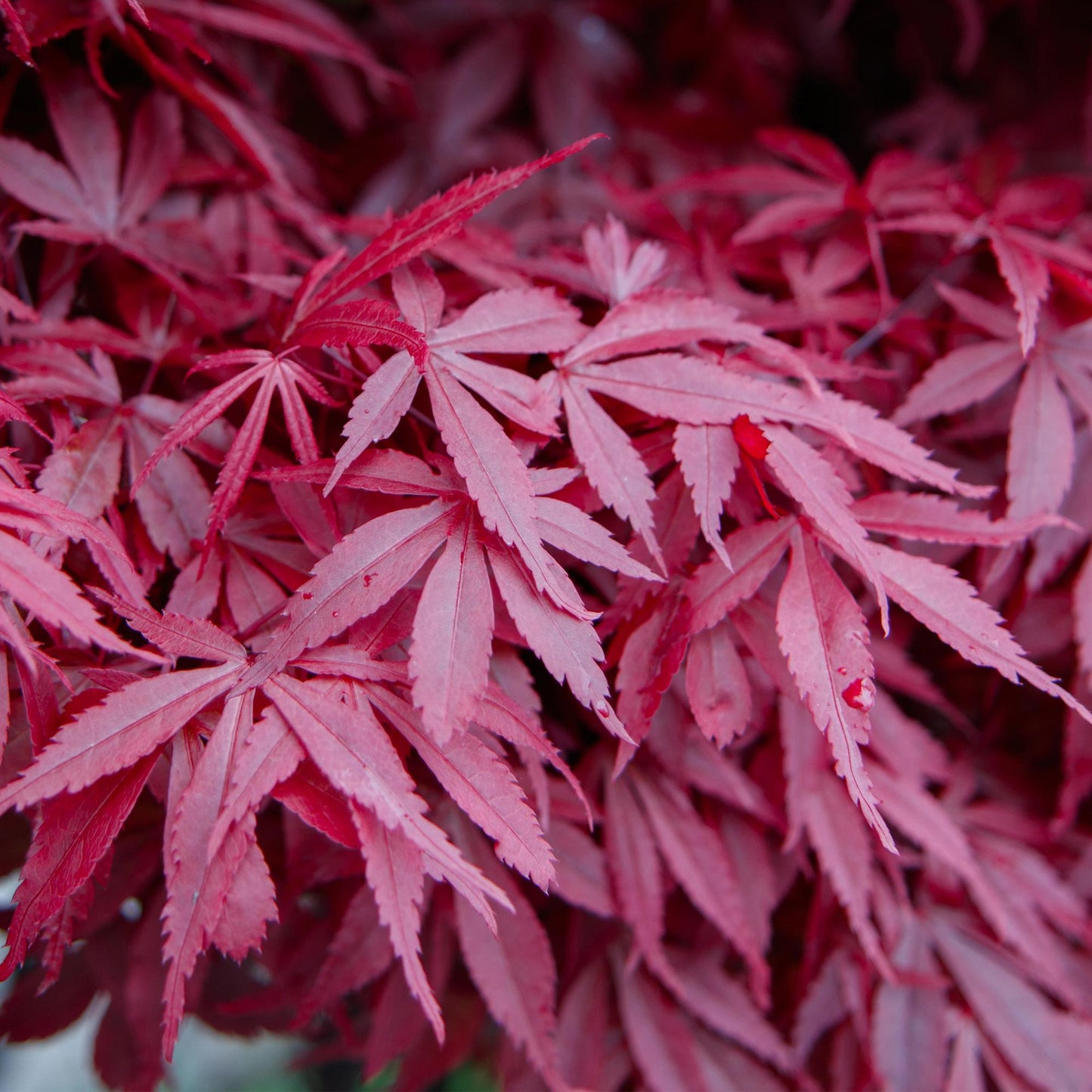 Japanischer Ahorn - Acer palmatum Skeetsers Broom - Lila - 2 Pflanzen