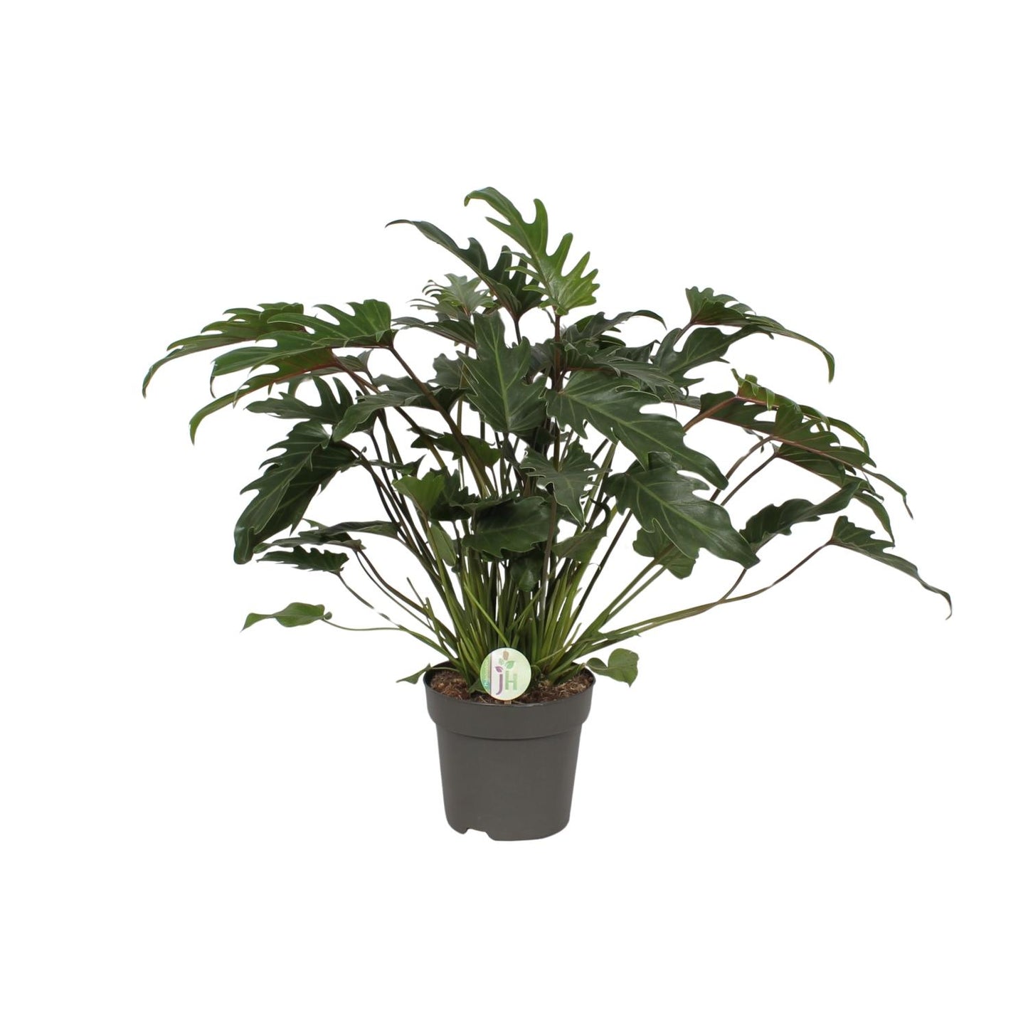 Philodendron Xanadu tropische groene kamerplant.